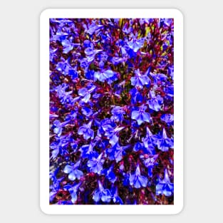 SF Bay Lobelia Sticker